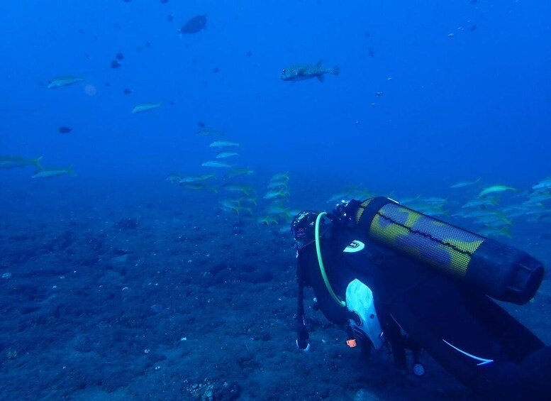 Picture 1 for Activity Le Port: Guided Scuba Dive for Certified Divers with Gear 2