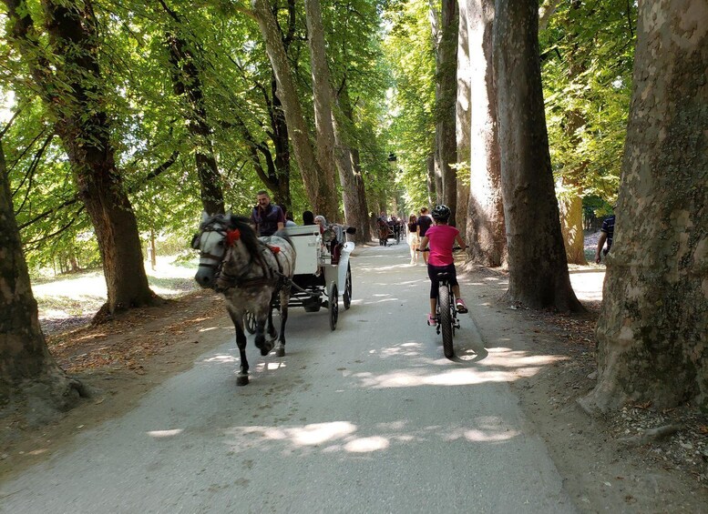 A horse-drawn carriage and a cyclist on a tree-lined path. 3