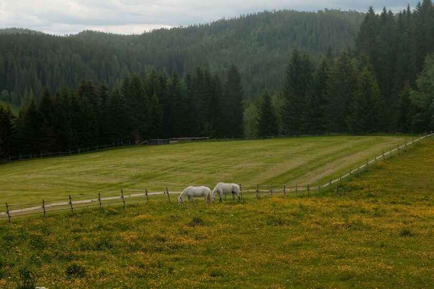 Picture 1 for Activity Edderton: Horseback Trail Ride with Countryside Picnic 4
