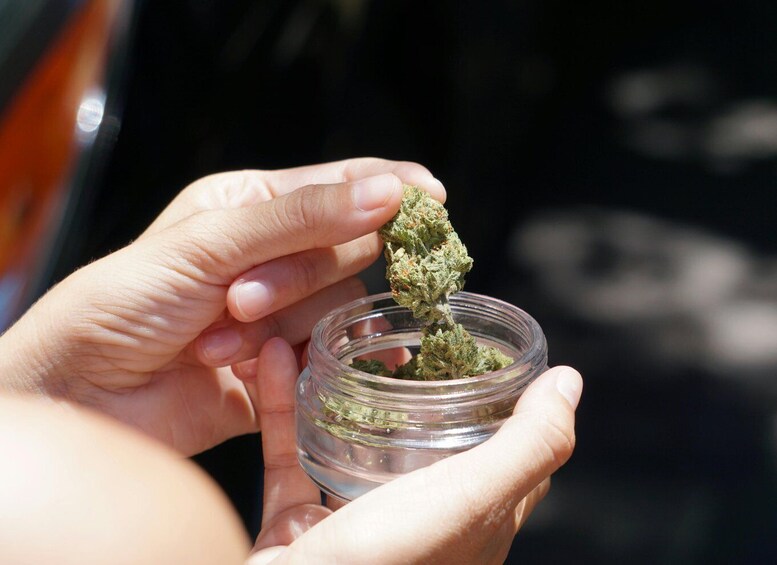 Hands holding a small glass jar with a green substance. 1