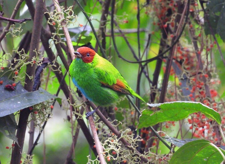 A colorful bird perched on a branch amidst green foliage and red berries. 4