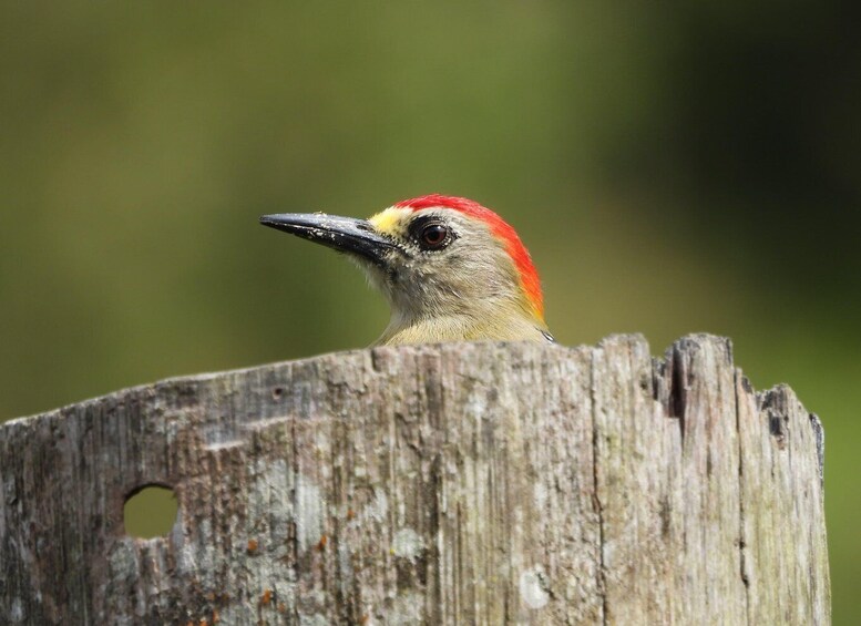 A bird with a red head perched on a wooden fence. 3