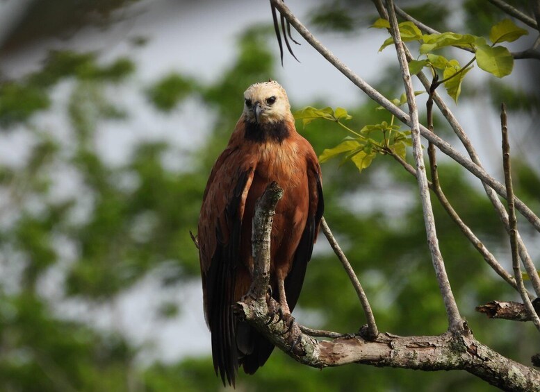A bird perched on a branch with green leaves in the background. 2