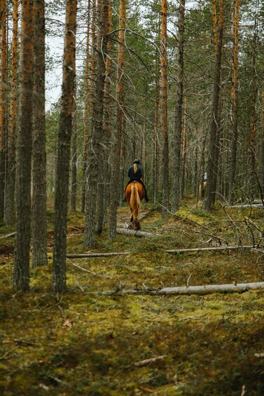 Picture 4 for Activity Äkäslompolo: Horseback Ride To Wilderness Hut 2