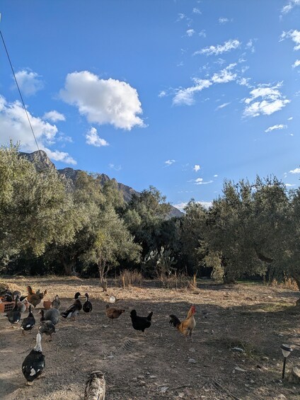Picture 5 for Activity Tunis: Mountain Trek, Pottery Workshop, and Camping Trip 2