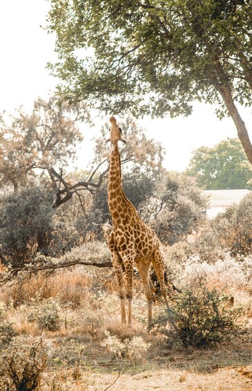 From Mfuwe: 3-Day South Luangwa Safari with Meals 1