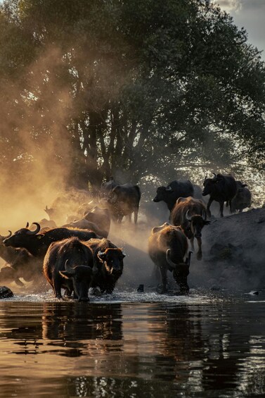 Picture 2 for Activity From Mfuwe: 3-Day South Luangwa Safari with Meals 4