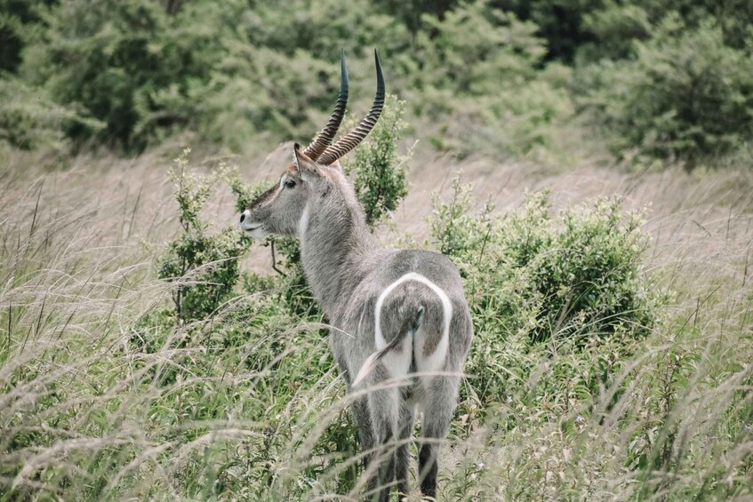 Picture 5 for Activity From Mfuwe: 3-Day South Luangwa Safari with Meals 3