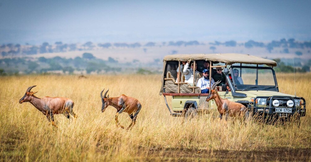 Picture 4 for Activity From Mfuwe: 3-Day South Luangwa Safari with Meals 5