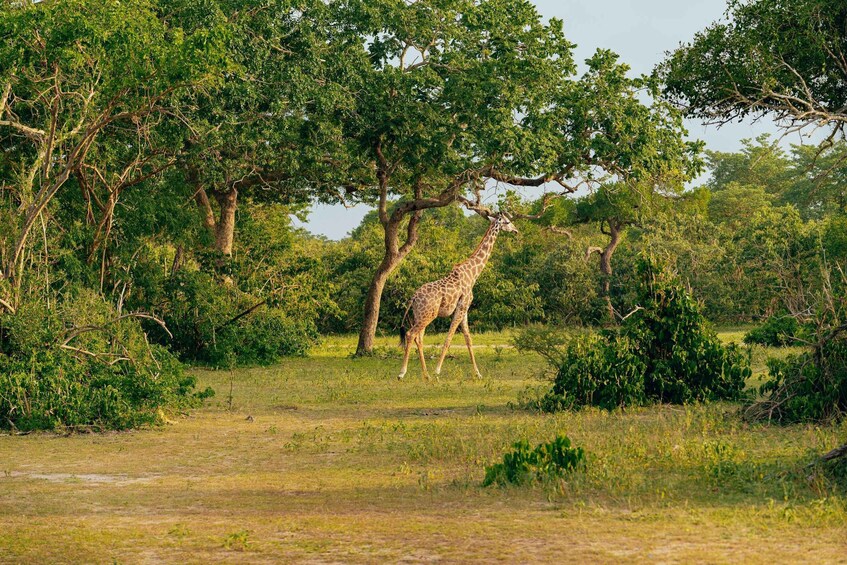 Picture 3 for Activity From Mfuwe: 3-Day South Luangwa Safari with Meals 2