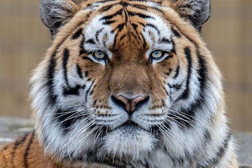 A tiger with a prominent orange coat and black stripes. 4