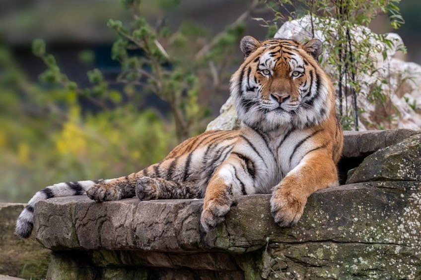 A tiger resting on a rock. 1