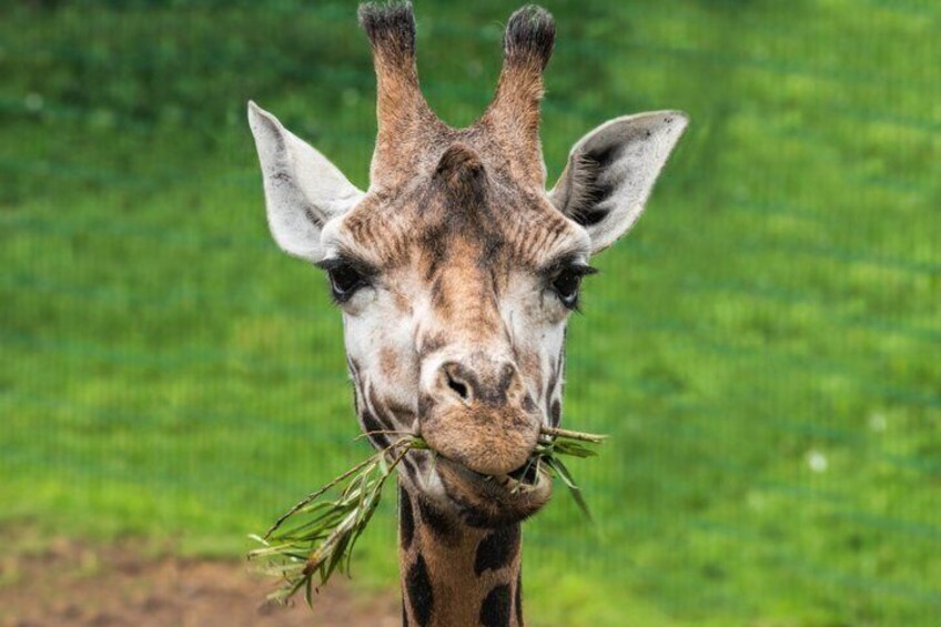 Day Ticket Blackpool ZOO 5