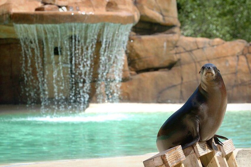 A seal sitting on a wooden post by a pool with a waterfall in the background. 2