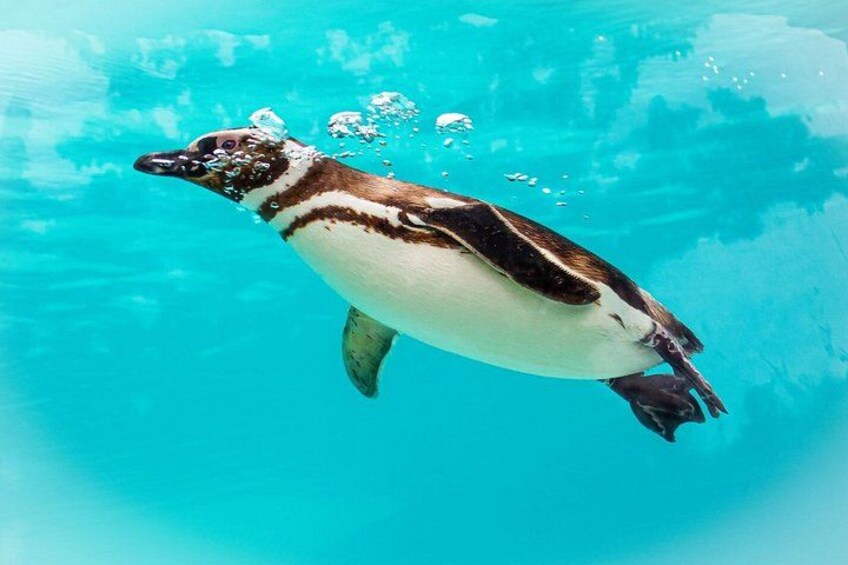 Ein Pinguin schwimmt unter Wasser. 3