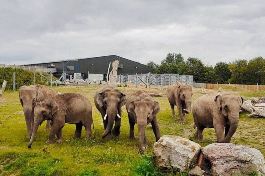 A herd of elephants in a grassy enclosure with a building in the background. 3