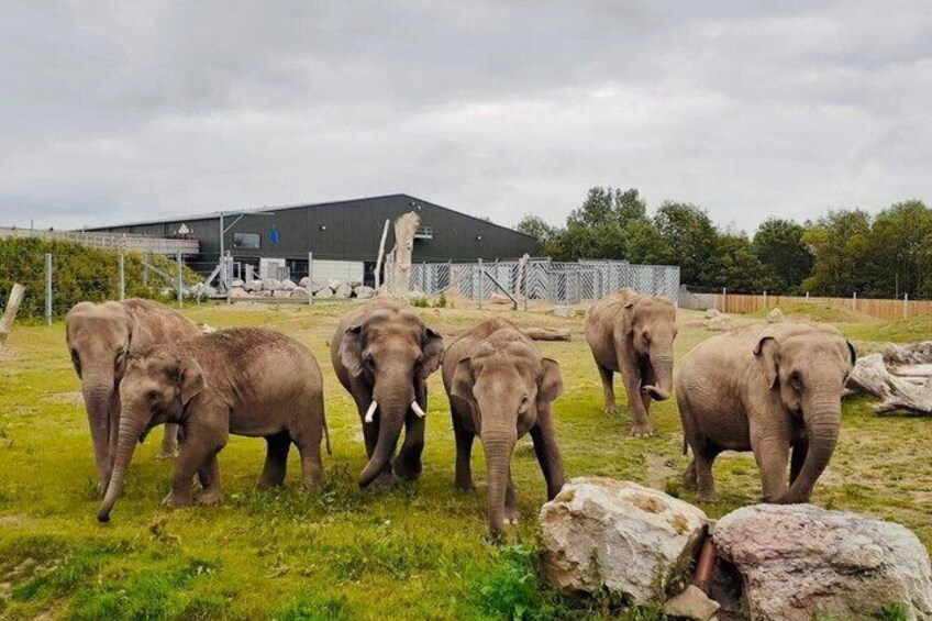 A group of elephants in a grassy enclosure with a building in the background. 4