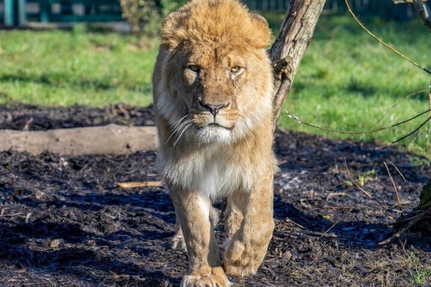 A lion walking on a dirt path. 5