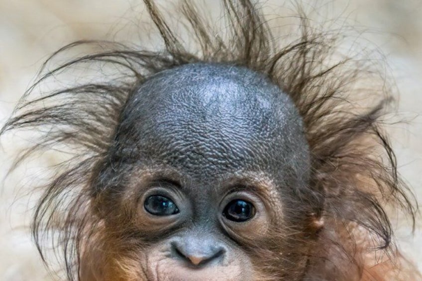 Day Ticket Blackpool ZOO 2