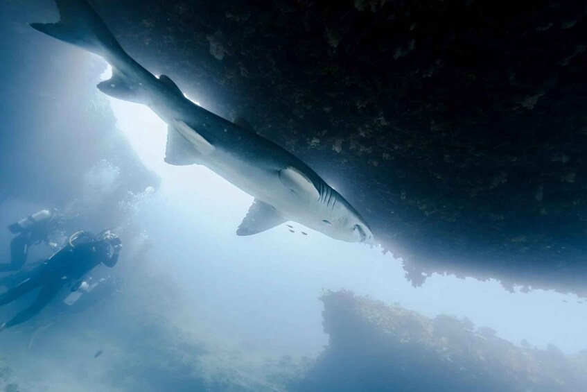 Picture 13 for Activity Shark Bay: Full-Day Steep Point Scuba Diving Tour 2