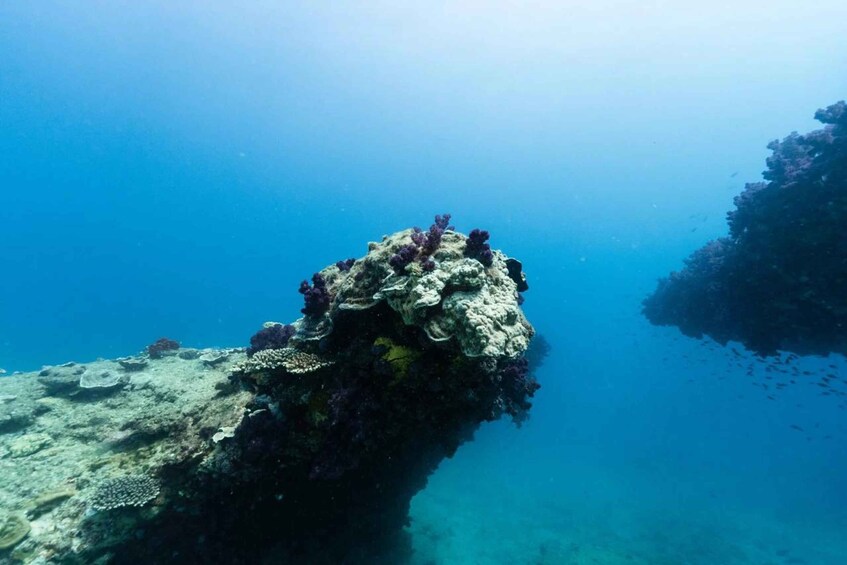 Picture 10 for Activity Shark Bay: Full-Day Steep Point Scuba Diving Tour 4