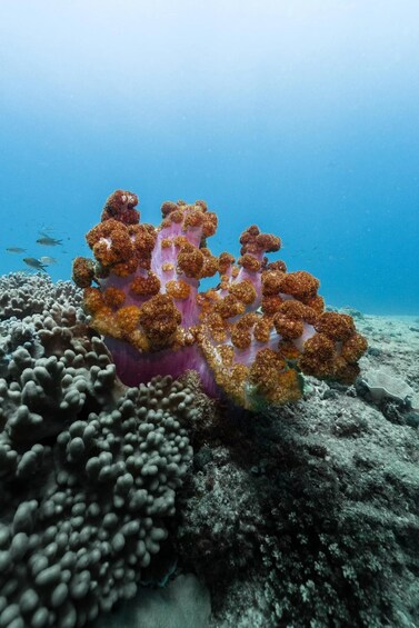 Shark Bay: Full-Day Steep Point Scuba Diving Tour 1