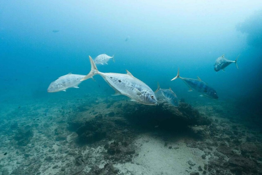 Picture 18 for Activity Shark Bay: Full-Day Steep Point Scuba Diving Tour 3