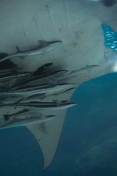 Picture 21 for Activity Shark Bay: Full-Day Steep Point Scuba Diving Tour 5