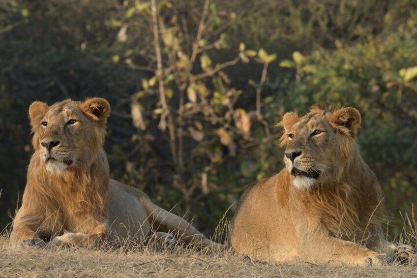 Gir National Park Lion Safari Jeep Adventure with Wildlife Guide 1