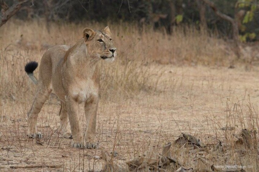 Gir National Park Lion Safari Jeep Adventure with Wildlife Guide 2