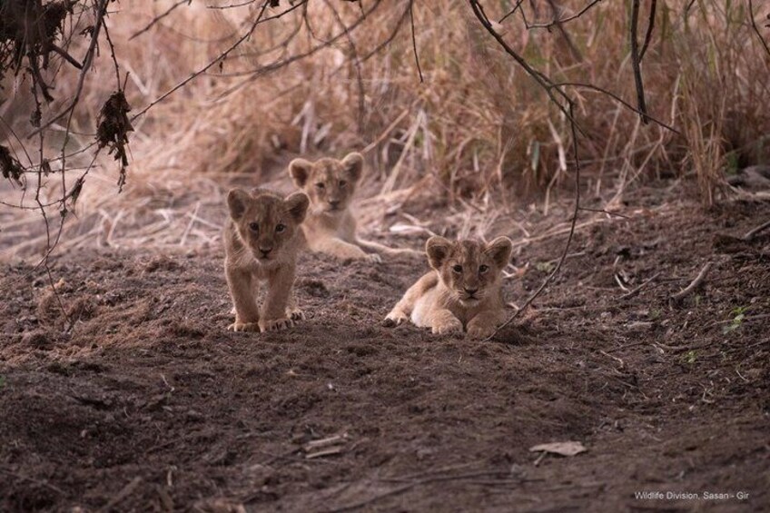 Gir National Park Lion Safari Jeep Adventure with Wildlife Guide 5