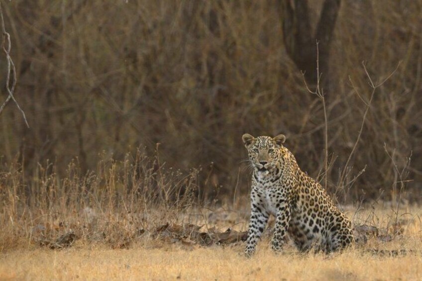 Gir National Park Lion Safari Jeep Adventure with Wildlife Guide 3