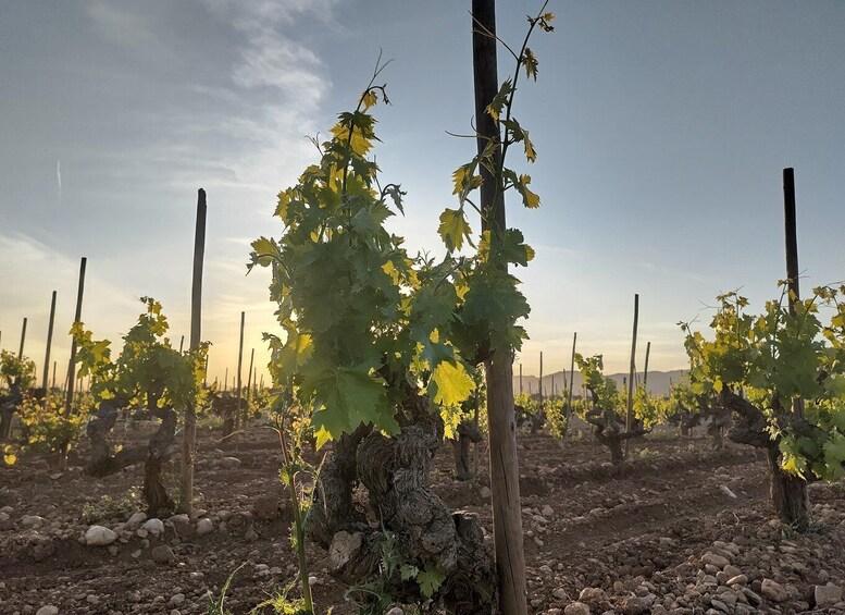 Mallorca: 100% Organic Viticulture – Top Wines from Michelin-Star Restaurants 1