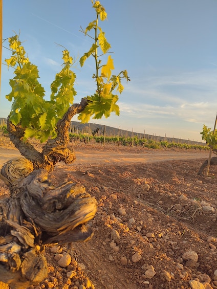 Picture 2 for Activity Mallorca: 100% Organic Viticulture – Top Wines from Michelin-Star Restaurants 4
