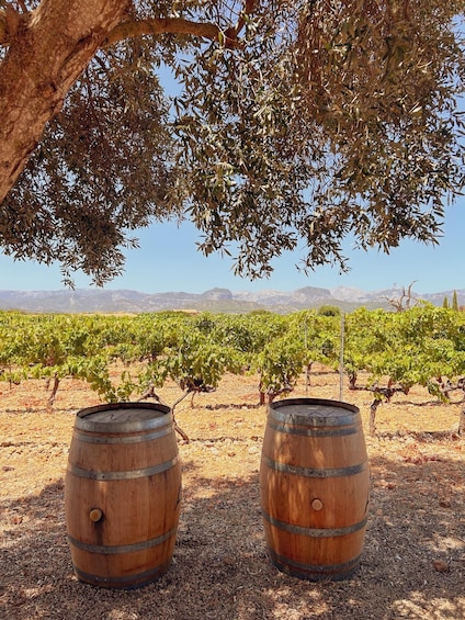 Picture 6 for Activity Mallorca: 100% Organic Viticulture – Top Wines from Michelin-Star Restaurants 5