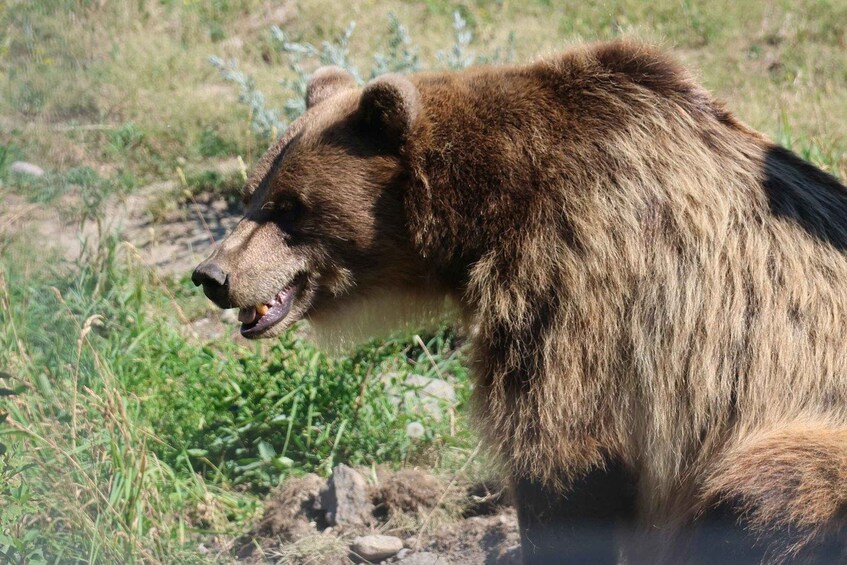 Kamloops: BC Wildlife Park and Secwépemc Heritage Tour 1