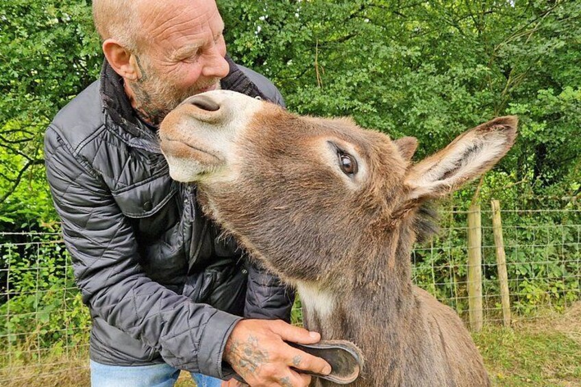 A person petting a donkey. 3
