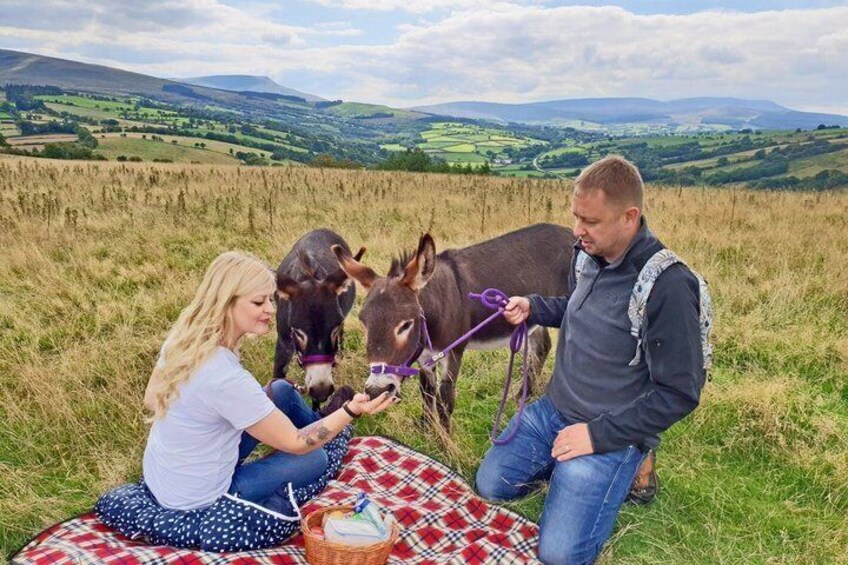 Scenic walks with mini donkeys, picnicking in the beautiful Brecon Beacons 1