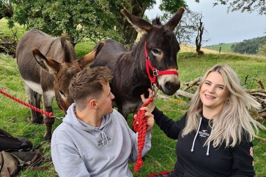 Scenic walks with mini donkeys, picnicking in the beautiful Brecon Beacons 2