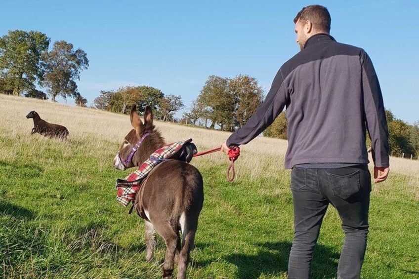 Scenic walks with mini donkeys, picnicking in the beautiful Brecon Beacons 4