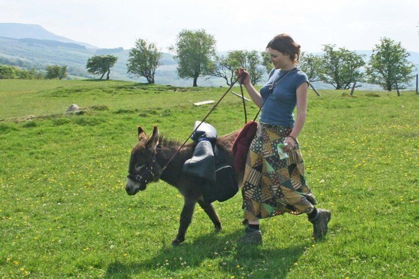 Scenic walks with mini donkeys, picnicking in the beautiful Brecon Beacons 5