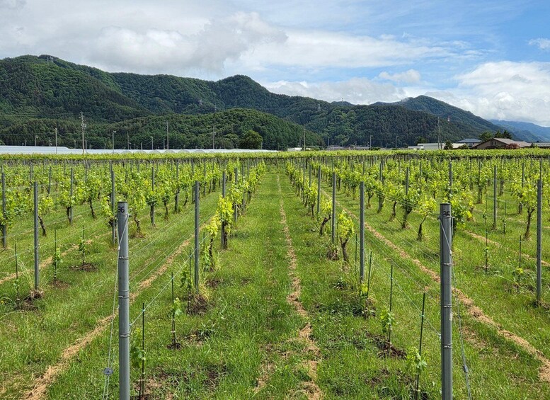 Picture 2 for Activity Nagano: Shiojiri Winery Walk with Tastings in Kikyogahara 1