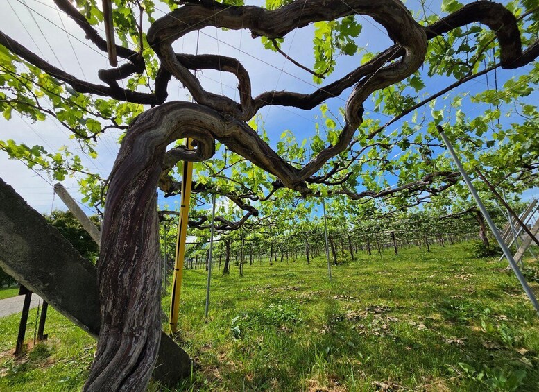Picture 4 for Activity Nagano: Shiojiri Winery Walk with Tastings in Kikyogahara 2