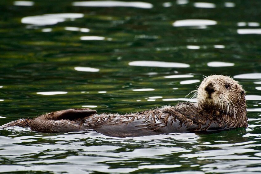 Picture 4 for Activity Homer: Touring Kachemak Bay Wildlife Cruise 4