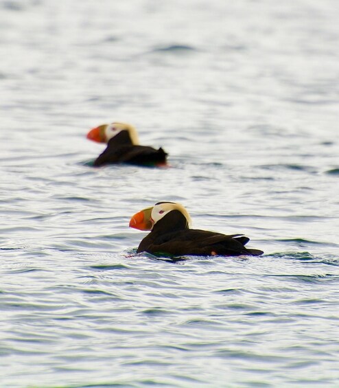 Picture 3 for Activity Homer: Touring Kachemak Bay Wildlife Cruise 2