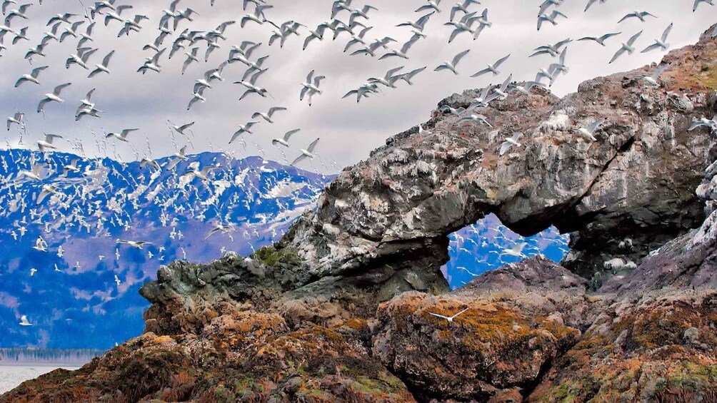 Picture 1 for Activity Homer: Touring Kachemak Bay Wildlife Cruise 5