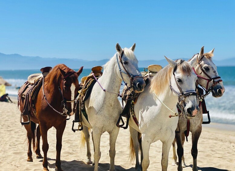 Picture 4 for Activity Fort Bragg: Coastal Horseback Ride on Ten Mile Beach 5