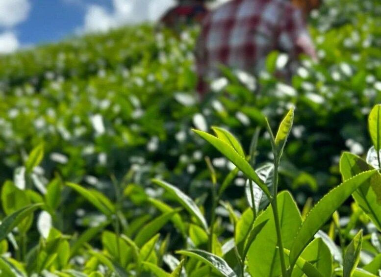 Picture 2 for Activity Huangshan: Maofeng & Houkui Tea Garden Picking 2