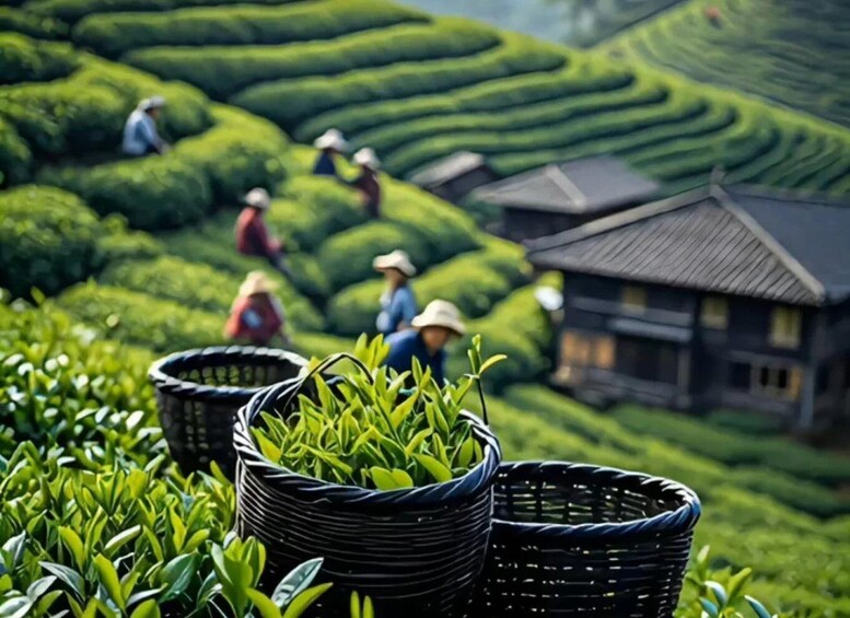Picture 3 for Activity Huangshan: Maofeng & Houkui Tea Garden Picking 3