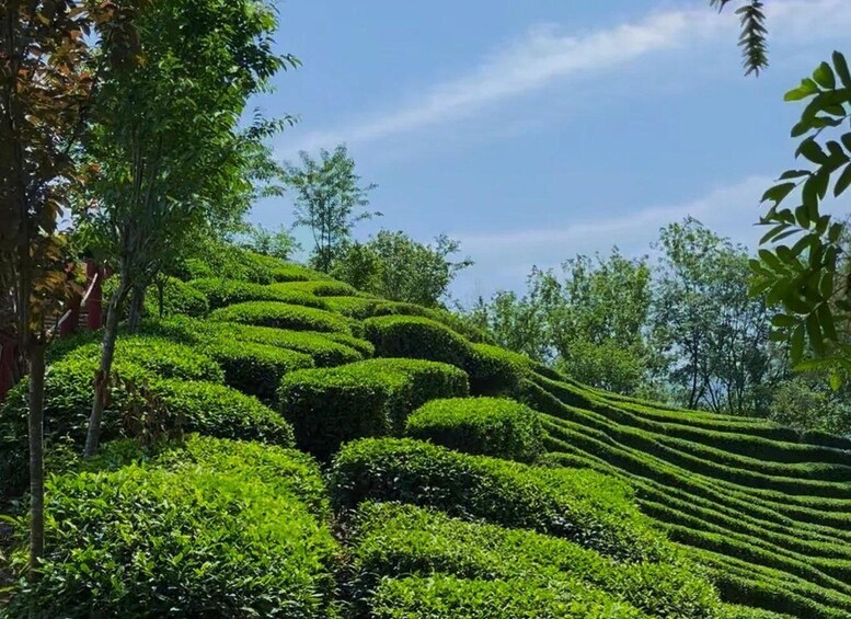 Huangshan: Maofeng & Houkui Tea Garden Picking 1